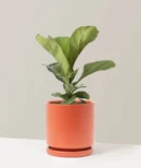 Fiddle Leaf Fig